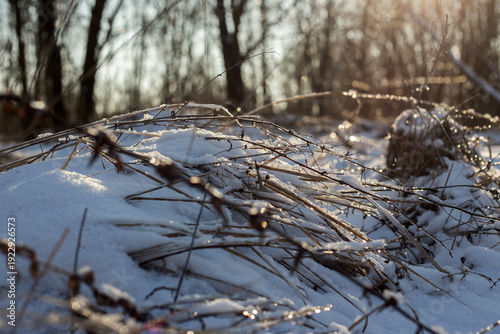 beautiful landscape of the winter trees in a park