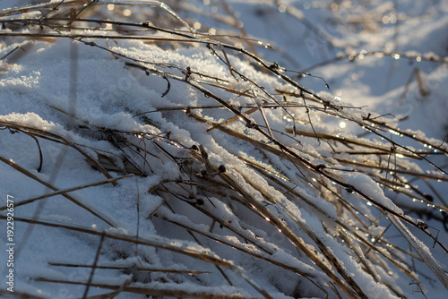 beautiful landscape of the winter trees in a park