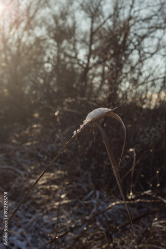 beautiful landscape of the winter trees in a park