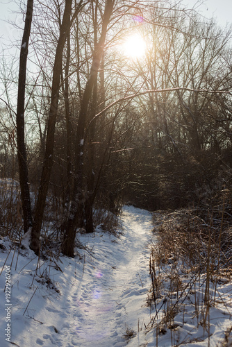 beautiful landscape of the winter trees in a park