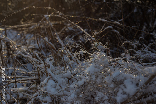 beautiful landscape of the winter trees in a park