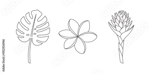 Tropical leaf and flower line art illustrations  monstera deliciosa plumeria pinecone flower plant  decorative botanical elements