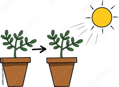 Plant growth process illustration, sunlight effect on plant, photosynthesis concept, nature education graphic, indoor potted plant development image
