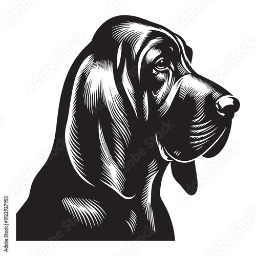 Bloodhound Dog Breed – Powerful Scent Tracking Hound with Long Ears, Wrinkled Face, Loyal Nature, Excellent Search and Rescue Skills, Gentle Temperament, Intelligent Tracker, Family Companion.