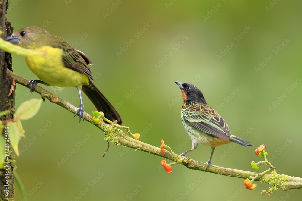 Obraz premium Flame Rumped Tanager, Ramphocelus flammigerus, Ecuador