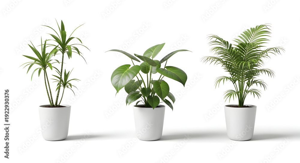 Fototapeta premium Three potted plants with lush green leaves on white background