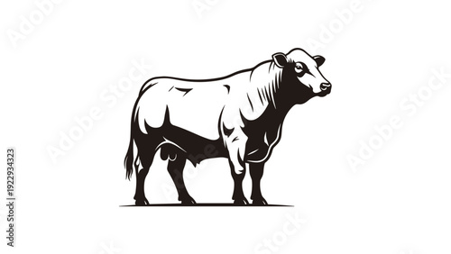 Muscular Bull Standing in Profile