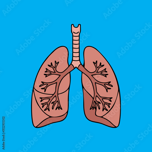 Human Lungs Anatomy Illustration Hand Drawn Respiratory System Vector