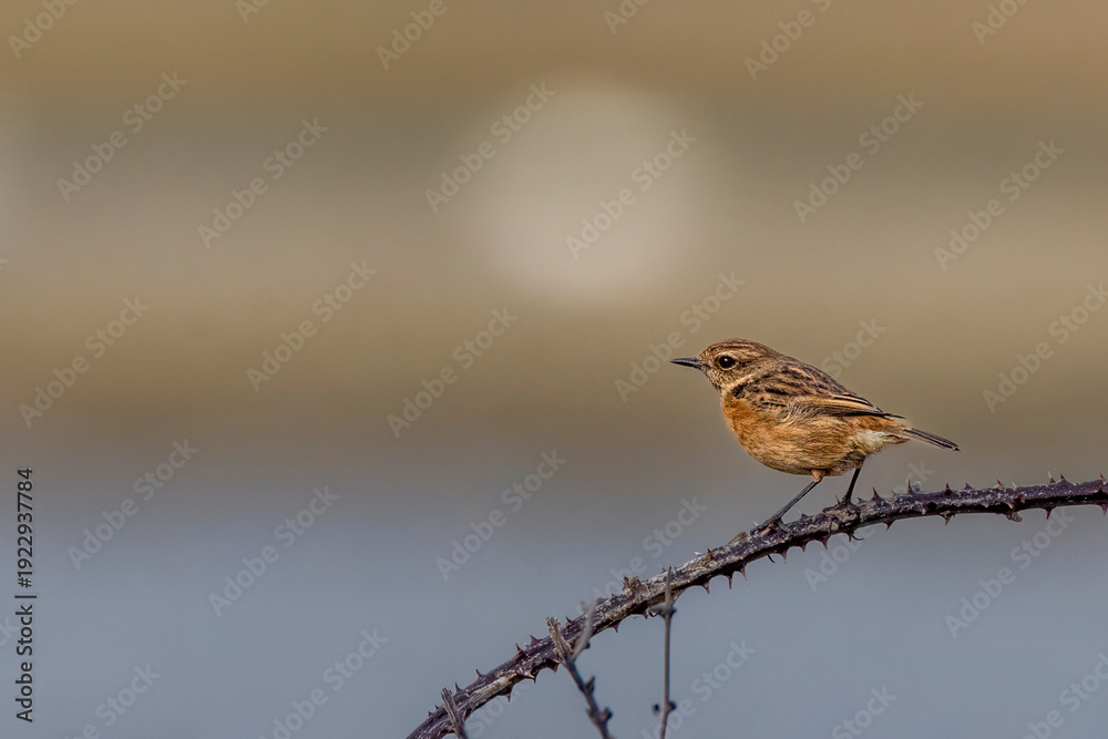 Obraz premium Female European Stonechat Perched on Thorny Branch with Soft Natural Background