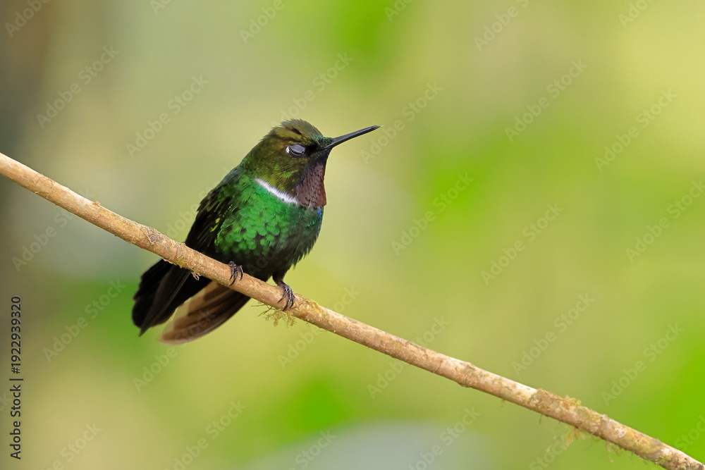 Fototapeta premium Gorgeted sunangel, Heliangelus strophianus, Ecuador