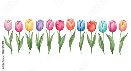 Vibrant tulip collection: colorful floral art with detailed stems and leaves