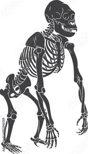 Silhouette Gorilla Skeleton Upright Semi-Standing Pose Primate Anatomy Illustration