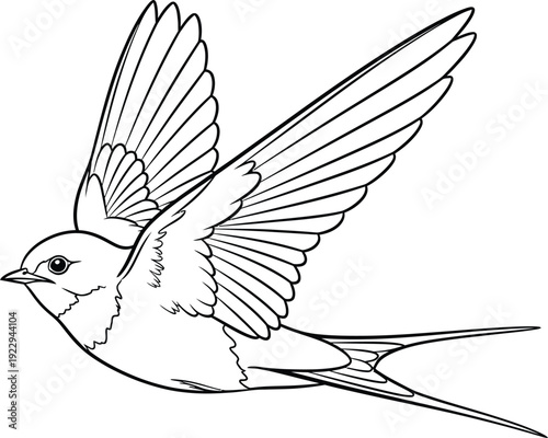 A swallow bird in flight with spread wings