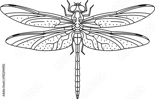 A detailed drawing of a dragonfly with spread wings
