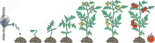 Life cycle of tomato plant development from seed and sprout to fruiting plant with ripe red fruits. Growth stages of tomato plant isolated on white background