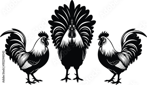 Black and white vector illustration of three detailed roosters featuring one standing with feathers spread and two roosters in side profile view.