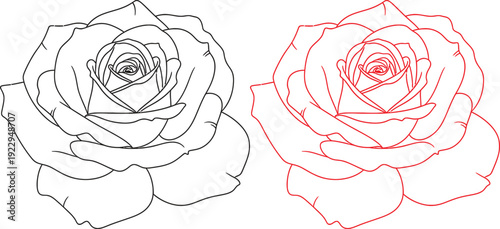 Line art and colored rose illustrations isolated on transparent background
