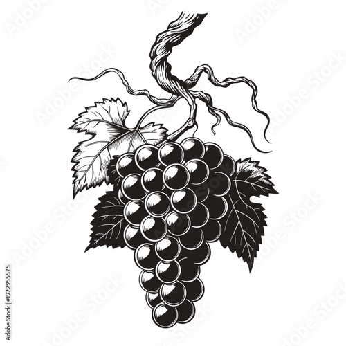Close-up view of a black‑and‑white illustration of a grape cluster with twisted stem and wavy leaves, highlighting texture and elegant simplicity