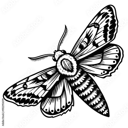 Detailed three-quarter view of a moth with textured wings and slender antennae in a black-and-white line illustration on a clean white backdrop