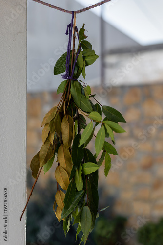 Bay laurel branches hung on rope to dry, mix of fresh green and yellowing leaves ready for use as aromatic culinary herbs in rustic, homemade kitchen preparations