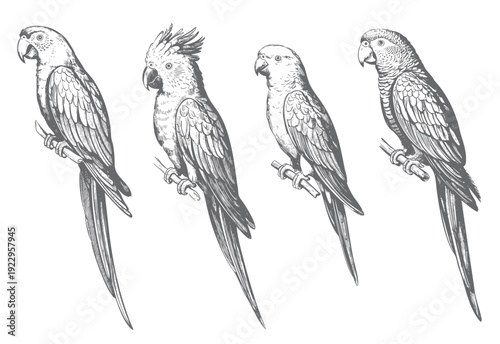 Vintage hand drawn macaw parrot collection in engraving ink sketch style isolated on white background.