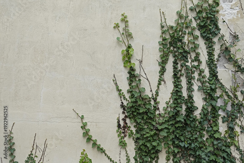 Wallpaper Mural green ivy climbing vine plant on weathered wall background Torontodigital.ca