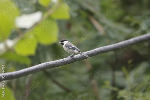 Fotografie The Cinereous Tit is a lively songbird with bold black, white, and grey plumage