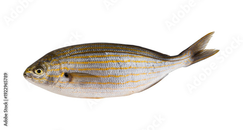 Photos Raw Rainbow Trout Isolated on Transparent Background