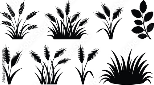 Wheat, barley and grass silhouettes collection, black agricultural cereal plants isolated on white background for farming design