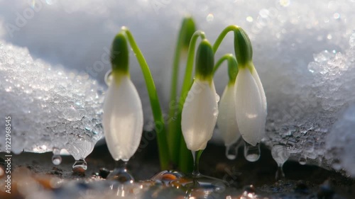 Close up of delicate snowdrops emerging from melting snow with glistening water drops for spring awakening concept and new beginning
