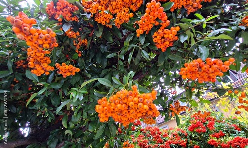 Red ripe rowan berries adorn the trees in clusters on autumn days