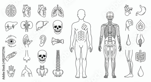 Detailed anatomical illustrations showcasing various human organs and skeletal structures