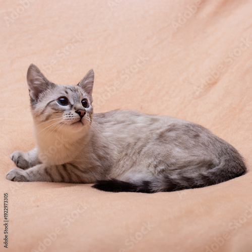 Thai cat on a beige blanket