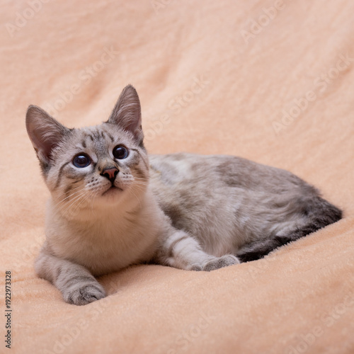Thai cat on a beige blanket