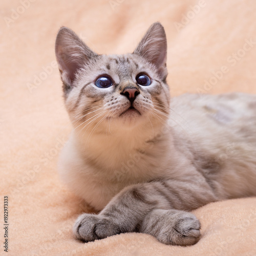 Thai cat on a beige blanket