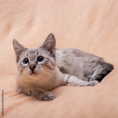 Thai cat on a beige blanket