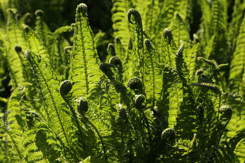 Vivid green fern leaves backlit by the sun. Young fern in silent spring forest.