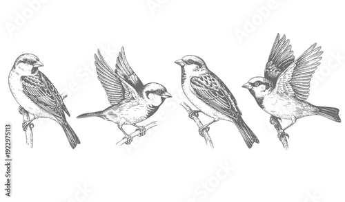 Vintage hand drawn sparrow bird perched on branch in detailed engraving ink sketch.