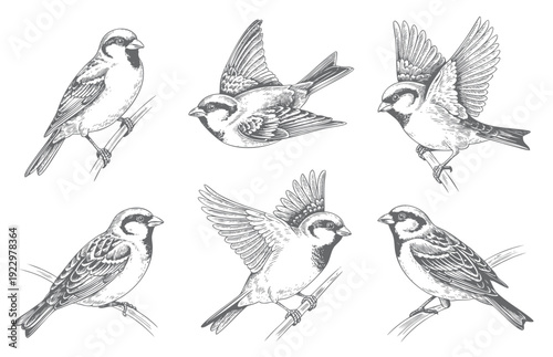 Vintage hand drawn sketch sparrow bird collection with perched and flying poses in line art engraving style isolated on white background.