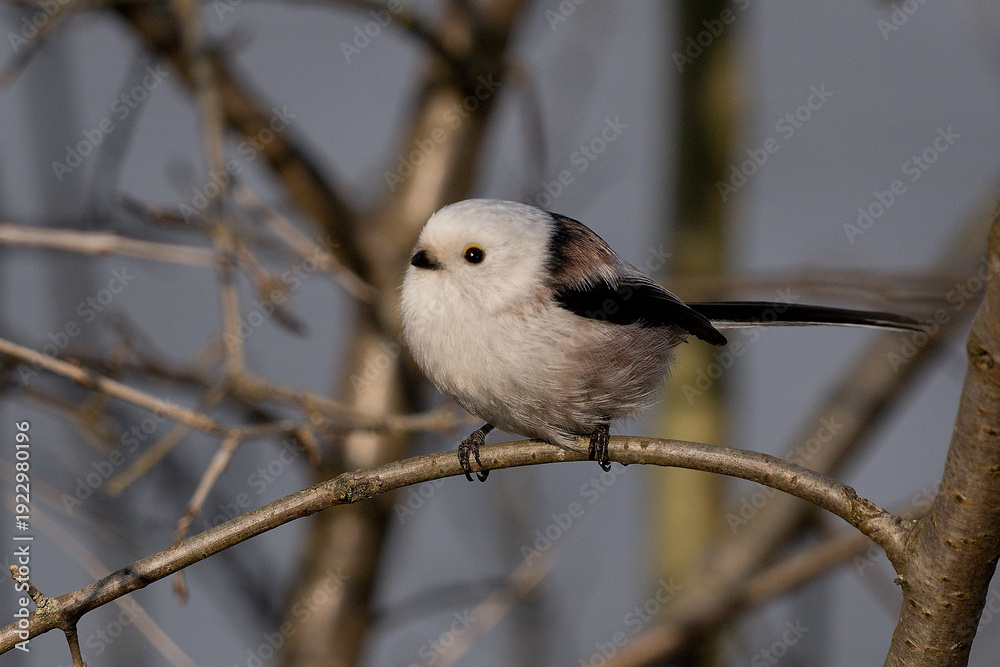 Obraz premium Long-tailed Tit (Aegithalos caudatus) perched on a slender branch in winter