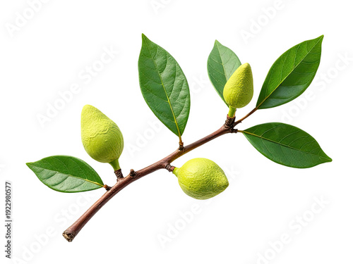 Wallpaper Mural A close-up shot of a lemon tree branch with lush green leaves, perfect for decoration or as a still life photograph Torontodigital.ca