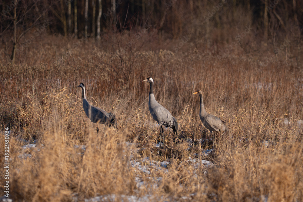 Fototapeta premium Cranes in the marshes