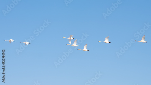 A flock of whooper swans in flight against a blue sky