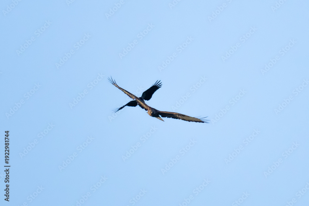 Obraz premium Long-legged Buzzard (Buteo rufinus) harassed by Hooded Crow (Corvus cornix) in flight