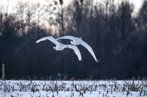Obraz na plátně Two swans in flight in winter, Whooper Swan · Cygnus cygnus