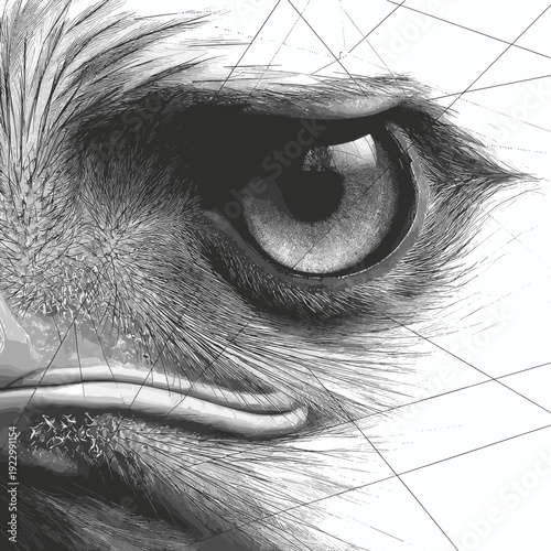 Geometric eagle eye macro in black and white line art style, detailed raptor face with polygon mesh overlay artistic illustration