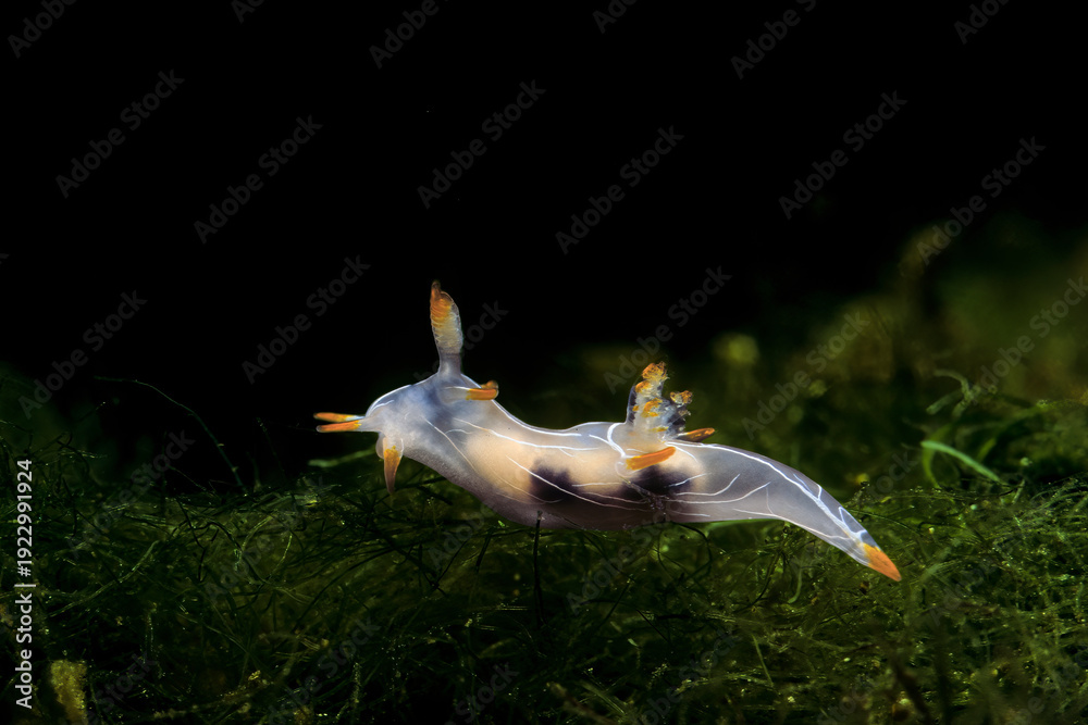 Фотография Nudibranch sea slug