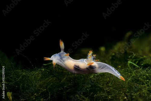 Konstfotografi Nudibranch sea slug