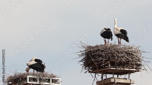 White Stork, Ciconia ciconia with small babies on the nest in Oettingen, Swabia, Bavaria, Germany in Europe. Ciconia ciconia is a bird in the stork family Ciconiidae.Its plumage is mainly white