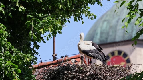 White Stork, Ciconia ciconia with small babies on the nest in Oettingen, Swabia, Bavaria, Germany in Europe. Ciconia ciconia is a bird in the stork family Ciconiidae.Its plumage is mainly white